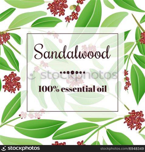 Sandalwood essential oil. Sandalwood 100 percent essential oil. Square semitransparent banner with herbal elements at background.