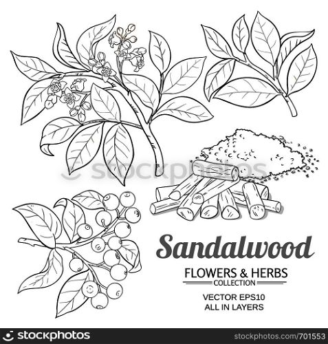 sandalwood vector set on white background. sandalwood vector set