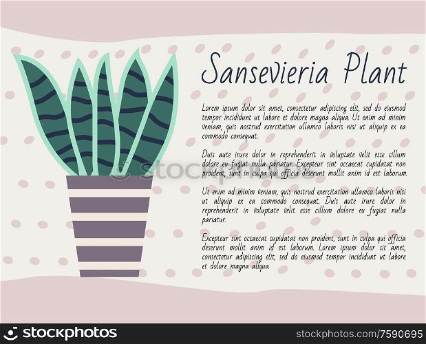 Sansevieria plant kind vector, potted flower with long leaves, green foliage houseplant with explanation, poster with text. Nature at home, flower pot. Sanseveria Plant Information About Flower in Pot