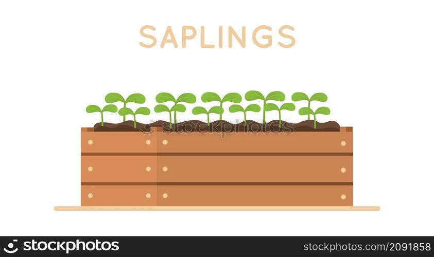 Sapling in wooden box. Vector design illustration isolated on white background. Design element.. Sapling in wooden box. Vector design illustration isolated on white background.