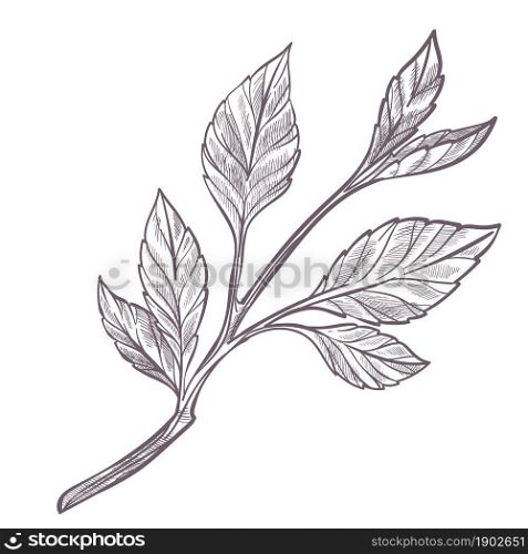 Sapling or small branch with leaves, stem with foliage. Growing plant or herbarium. Isolated botany, agriculture and gardening, herbal composition. Monochrome sketch outline, vector in flat style. Small sapling or branch with leaves monochrome