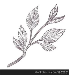 Sapling or small branch with leaves, stem with foliage. Growing plant or herbarium. Isolated botany, agriculture and gardening, herbal composition. Monochrome sketch outline, vector in flat style. Small sapling or branch with leaves monochrome