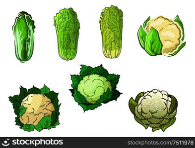 Sappy green cauliflower and chinese cabbage vegetables with crunchy leaves and tasty creamy inflorescences for healthy vegetarian food or agriculture design, cartoon style. Cauliflower and chinese cabbage vegetables
