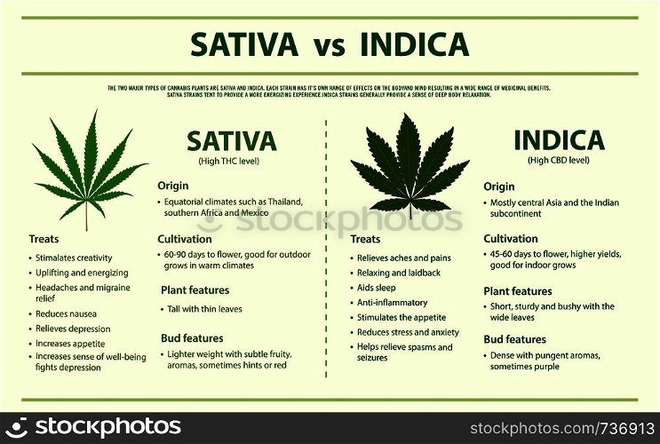 Sativa vs Indica horizontal infographic illustration about cannabis as herbal alternative medicine and chemical therapy, healthcare and medical science vector.