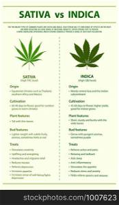 Sativa vs Indica vertical infographic illustration about cannabis as herbal alternative medicine and chemical therapy, healthcare and medical science vector.