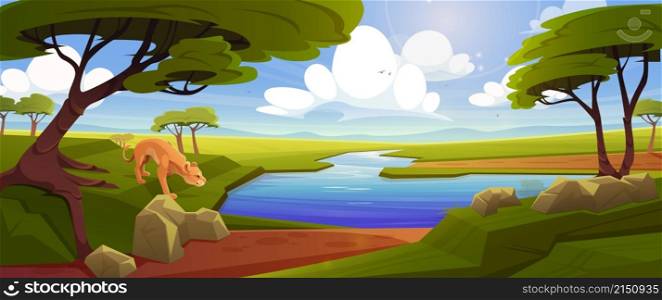 Savannah with lioness near river, acacia trees and green grass. Vector cartoon illustration of african savanna, tropical landscape with water stream, stones and lion on shore. Savannah with lioness, river, acacia trees