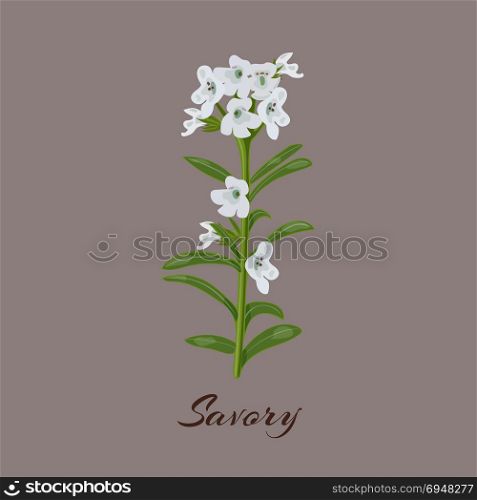 Savory.Satureja montana. Flowers and leaves.. Savory.Satureja montana. Flowers and leaves Vector illustration