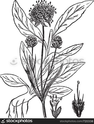 Scabiosa Succisa, vintage engraved illustration. Trousset encyclopedia (1886 - 1891).