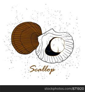 Scallop logo. Hand drawn vector illustration isolated on white background. Seafood, fish market label, infographics, food packaging or underwater sea animal themes design.. Scallop logo. Hand drawn vector illustration isolated on white background. Seafood, fish market label, infographics, food packaging or underwater sea animal themes design
