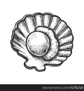 Scallop Meat In Shell Seafood Monochrome Vector. Marine Fresh Food Mollusk Scallop. Shellfish For Aperitif Engraving Concept Template Hand Drawn In Vintage Style Black And White Illustration. Scallop Meat In Shell Seafood Monochrome Vector