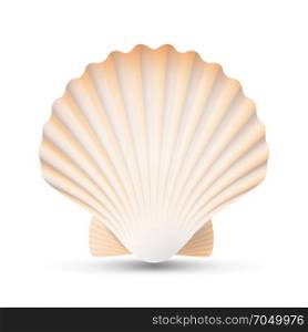 Scallop Seashell Vector. Beauty Exotic Souvenir Scallops Shell Isolated On White Background Illustration. Scallop Seashell Vector. Ocean Mollusk Sea Shell Close Up. Isolated. Illustration