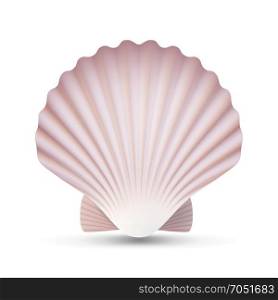 Scallop Seashell Vector. Ocean Mollusk Sea Shell Close Up. Isolated. Illustration. Scallop Seashell Vector. Realistic Sea Shell Close Up. Isolated On White. Illustration