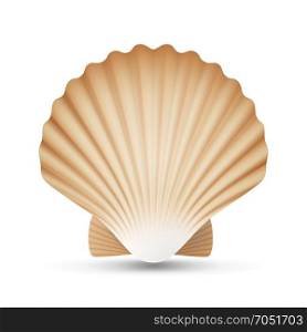 Scallop Seashell Vector. Realistic Sea Shell Close Up. Isolated On White. Illustration. Scallop Seashell Vector. Realistic Scallops Shell Isolated On White Background Illustration