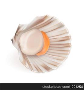 Scallop With Fresh Meat In Shell Seafood Vector. Ocean Freshness Delicacy Food Mollusk Scallop. Asian Delicious Shellfish For Aperitif. Restaurant Meal Concept Layout Realistic 3d Illustration. Scallop With Fresh Meat In Shell Seafood Vector