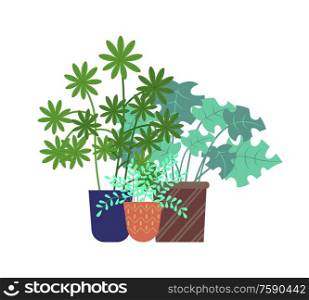 Schefflera greenery of greenhouse vector, types of flora in pots flat style, domestic decoration. Star shaped leaves of flower growing in flowerpot. Schefflera Plant Pots Foliage Hothouse Isolated