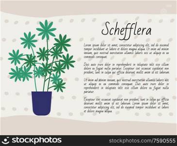 Schefflera growing in pot vector, domestic plant in container with soil, botany and floral decoration of home, poster with info text about botany kind. Schefflera Plant, Houseplant Poster with Text