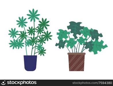 Schefflera growing in pot vector, plants with green foliage and leaves. Floral decoration for home, petals and herbal elements, ornaments on flowerpots. Schefflera Plant Growing in Pot, Houseplant Set