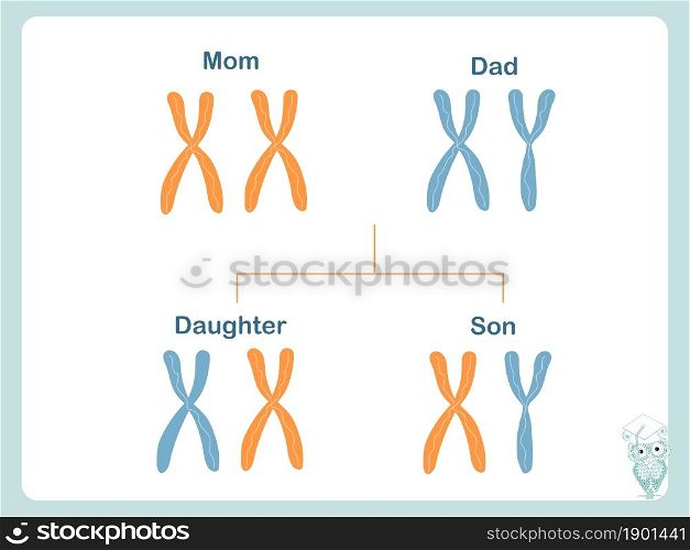 Scheme how X and Y chromosomes are passed on. Chromosomal definition of female and male. Illustration for biological education. Design element stock vector illustration for web, for print, for school, colledge biologial lesson