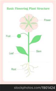 Scheme of Basic flowering plant structure. Learning biology stock vector illustration