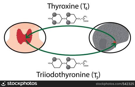 Scheme of Thyroid function. Structural chemical formulas of thyroid hormones vector illustration