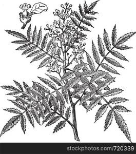Schine soft (Schinus molle) or Peruvian Pepper or American pepper or Peruvian peppertree or escobilla or false pepper or peppercorn tree or Californian pepper tree or pirul, vintage engraved illustration.Trousset encyclopedia (1886 - 1891).