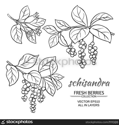 schisandra vector set. schisandra branches vector set on white background