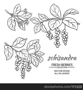 schisandra vector set. schisandra branches vector set on white background