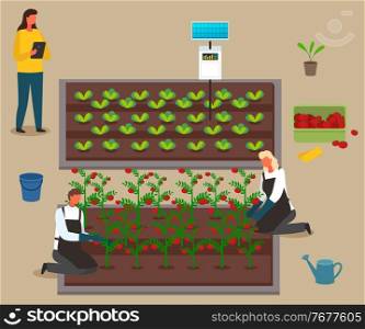 Scientists grow crop, using the energy of the solar panel. Harvest vegetables. Hydroponics and urban agriculture. Growing plants in a system without soil. Tomatoes and cabbage. Flat vector image. Women and men grow vegetables. Use of solar energy. Hydroponics and urban agriculture. Vector image