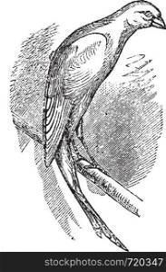 Scottish fancy canary or Scottish canary, vintage engraved illustration. Trousset encyclopedia (1886 - 1891).