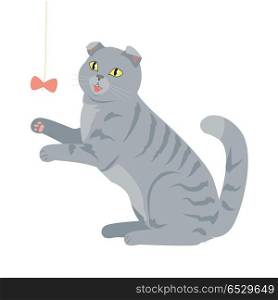 Scottish Fold Isolated. Breed of Domestic Cat.. Scottish fold isolated on white background. Breed of domestic cat. Cartoon kitten playing with a toy. Grey color cat with stripes. British fluffy cat in flat style. Vector design illustration