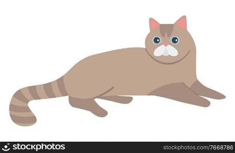 Scottish straight cat isolated feline silhouette. Vector shorthair home kitty of gray color. Cartoon style kitten with long tail, adorable fluffy pet friend,. Scottish Straight Cat Isolated Feline. Vector