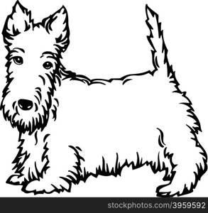 Scottish Terrier 02