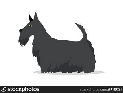 Scottish Terrier, Aberdeen Terrier, Scottie Breed. Scottish Terrier, Aberdeen Terrier, Scottie breed of dog isolated on white. Skye Terrier. Small, compact, short-legged, sturdily-built. Series of puppies icon symbol. Vector illustration