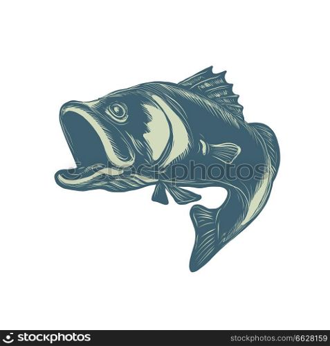 Scratchboard style illustration of a barramundi or Asian sea bass, a species of catadromous fish in family Latidae of order Perciformedone, jumping on scraperboard on isolated background.. Barramundi Scratchboard Style