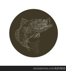 Scratchboard style illustration of a Largemouth Bass, barramundi ,Asian sea bass or Lates calcarifer jumping updone on scraperboard on isolated background.. Largemouth Bass Scratchboard