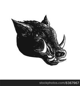 Scratchboard style illustration of a Razorback ,Wild Boar, hog or pig head viewed from side done on scraperboard on isolated background.. Razorback Wild Boar Scratchboard