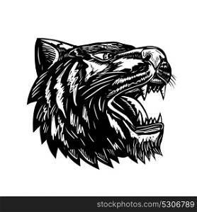 Scratchboard style illustration of a tiger head growling viewed from side black and white done on scraperboard on isolated background.. Tiger Growling Scratchboard
