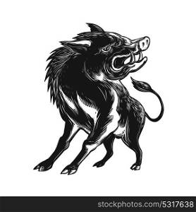 Scratchboard style illustration of an angry wild hog, feral pig, wild boar or razorback roaring viewed from low angle in front done on scraperboard on isolated background.. Angry Wild Hog Razorback Scratchboard
