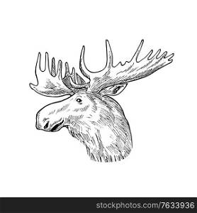 Scratchboard style illustration of head of a bull moose or elk, Alces alces, the largest and heaviest extant species in the deer family on on isolated background done in retro black and white style. Head of a Bull Moose or Elk Alces Alces Scratchboard Retro Black and White
