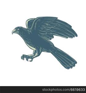 Scratchboard style illustration of northern goshawk bird, a medium-large raptor in the family Accipitridae, flying side done on scraperboard on isolated background.. Northern Goshawk Scratchboard