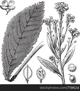 Scurvy-grass or Scurvy Grass or Scurvygrass or Spoonwort or Cochlearia sp., vintage engraving. Old engraved illustration of Scurvy-grass showing flowers and seeds.