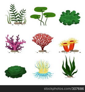 Sea aquatic fauna underwater plants and corals. Vector colorful ocean elements. Marine coral underwater and ocean, nature fauna illustration. Sea aquatic fauna underwater plants and corals. Vector colorful ocean element