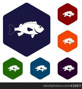 Sea bass fish icons set hexagon isolated vector illustration. Sea bass fish icons set hexagon