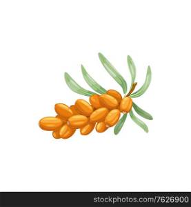 Sea buckthorn berries fruits, food from farm garden and wild forest, vector flat isolated icon. Sea buckthorns bunch ripe harvest for jam or juice desserts. Sea buckthorn berries fruits food of garden forest