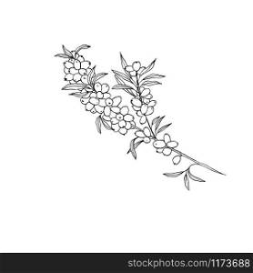 Sea buckthorn branch hand drawn vector illustration. Seaberry twig ink pen sketch. Black and white doodle clipart. Hippophae with berries and leaves freehand drawing. Isolated outline design element. Sea buckthorn branch hand drawn sketch