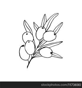 Sea buckthorn branch hand drawn vector illustration. Seaberry twig ink pen sketch. Black and white doodle clipart. Hippophae with berries and leaves freehand drawing. Isolated outline design element. Sea buckthorn branch hand drawn sketch