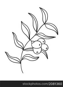 Sea buckthorn branch vector. Fruits on a branch with leaves in a linear style. Logo nature illustration. Sea buckthorn branch vector. Fruits on a branch with leaves in a linear style.