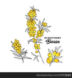Sea buckthorn branches hand drawn vector illustration. Hippophae berry twigs ink pen sketch. Outline drawing cliparts set. Sea buckthorn yellow berries with lettering. Isolated doodle design elements. Sea buckthorn branches hand drawn vector illustration