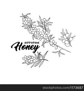 Sea buckthorn branches hand drawn vector illustration. Seaberry twig ink pen sketch. Black and white doodle clipart. Hippophae with berries and leaves freehand drawing. Isolated outline design element. Sea buckthorn branches hand drawn sketch