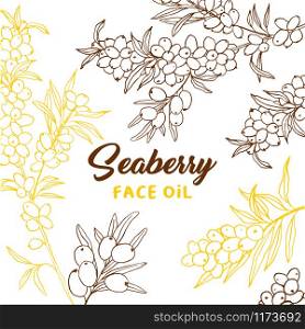 Sea buckthorn branches hand drawn vector illustration. Seaberry twigs sketch. Doodle hippophae. Color outline drawing. Seaberry face oil lettering. Natural cosmetics label, banner, poster design. Sea buckthorn branches hand drawn outline illustration